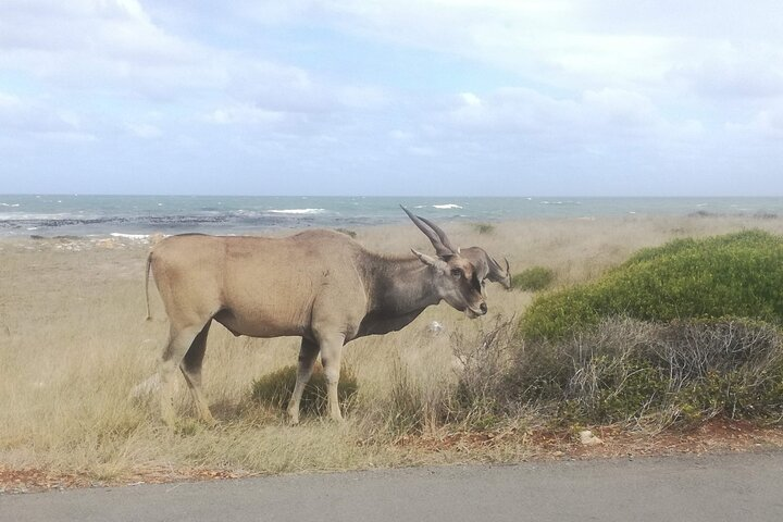 Buffelsfontein Safari